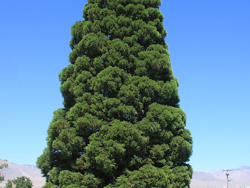 Big Pine in California, United States Sygic Travel