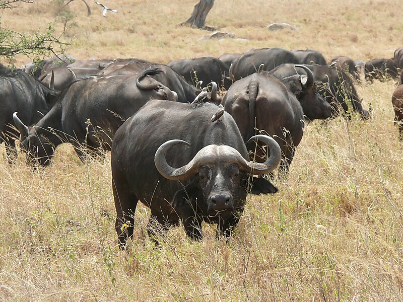 Syncerus caffer