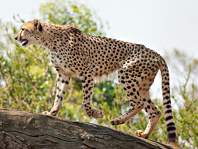 Werribee Open Range Zoo