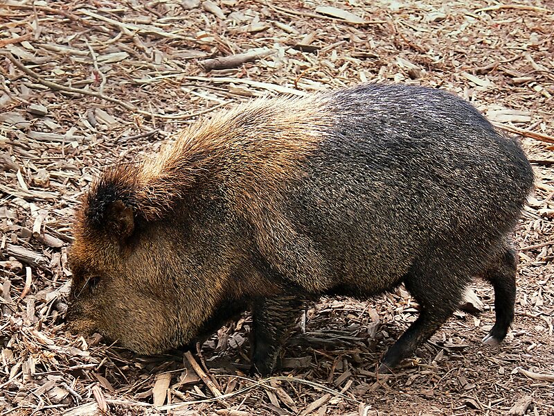 Peccaries Enclosure