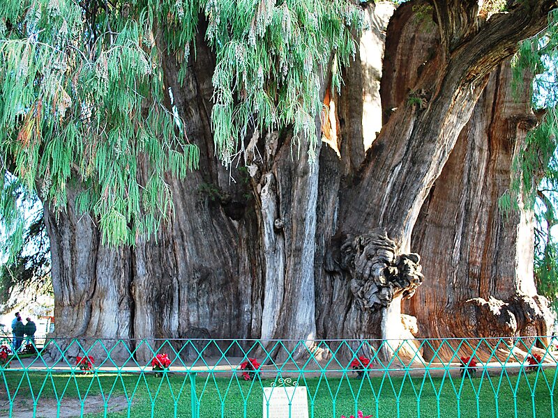 The Majestic Árbol del Tule in Oaxaca