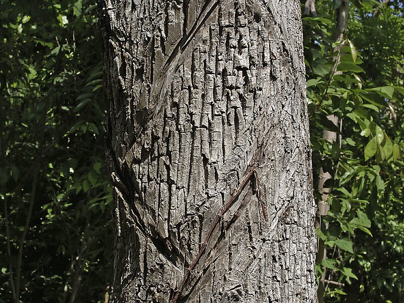 Botanical Garden Yaax Che