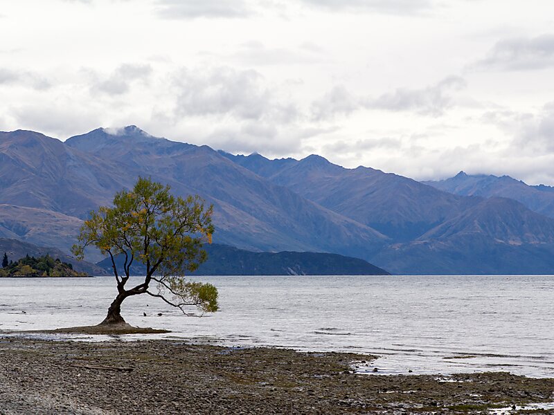 That Wanaka Tree