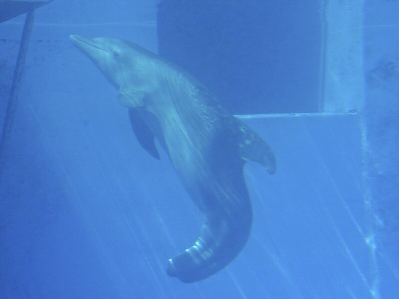 Clearwater Marine Aquarium