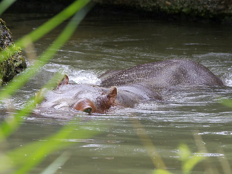 Basel Zoological Garden