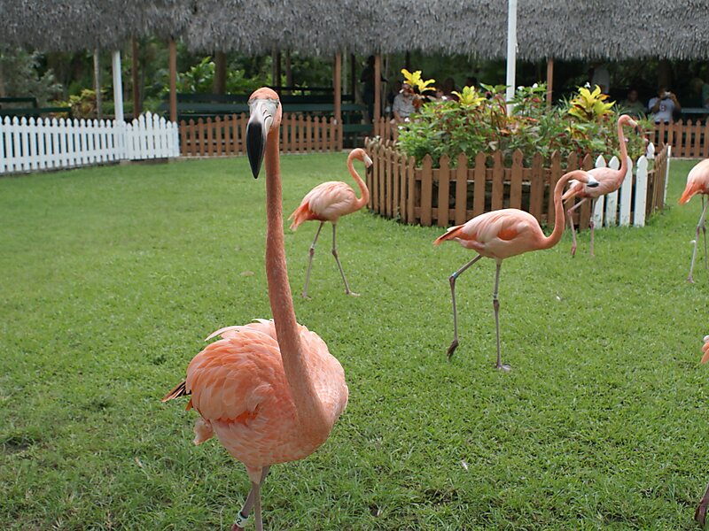 Ardastra Gardens, Zoo & Conservation Centre in Nassau, Bahamas | Tripomatic