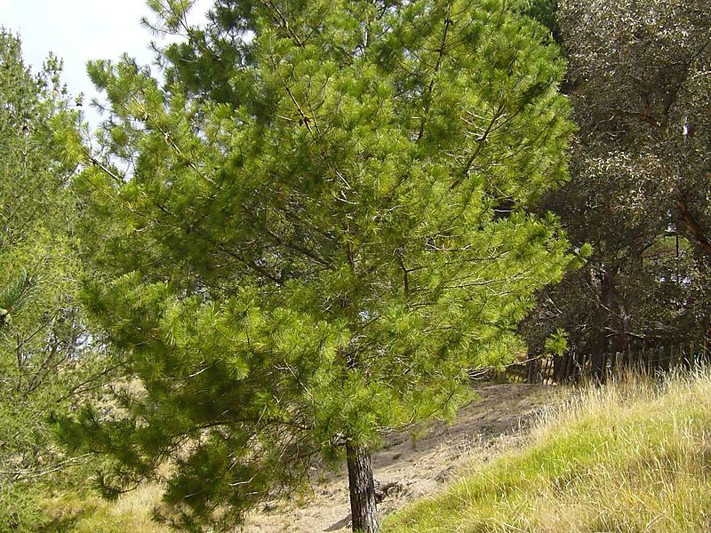 Parque nacional Cumbres de Monterrey