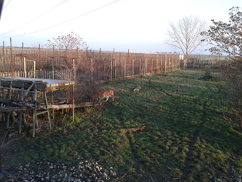 Oásis dos Tigre-siberiano