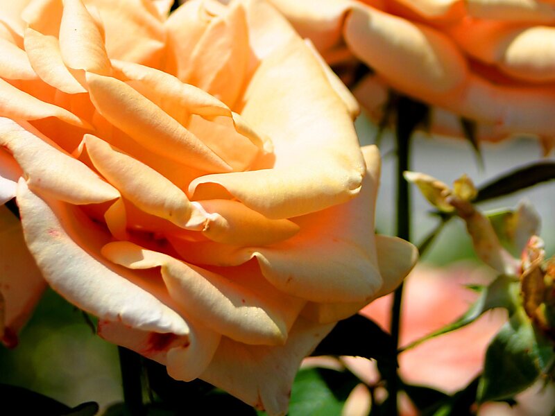 Woodward Park Complex