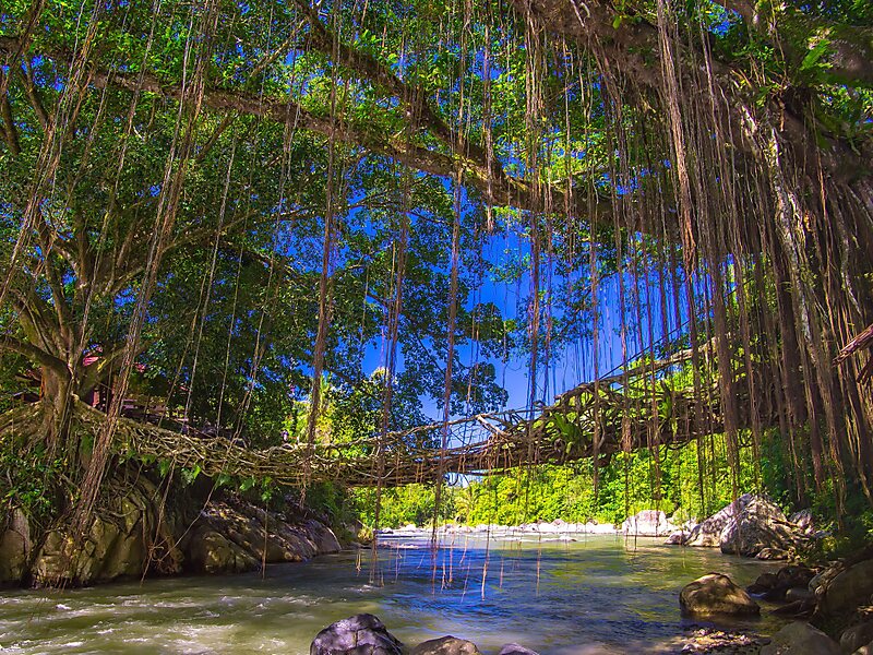 Jembatan Akar (Tree root bridge) in West Sumatra, Indonesia ...