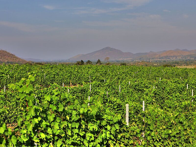 Monsoon Valley Vineyard