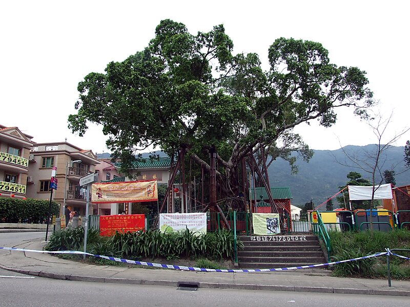 Lam Tsuen Wishing Tree