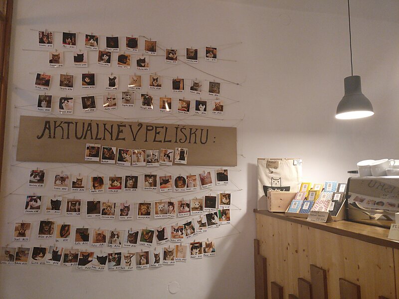 Pelíšek - kočičí kavárna